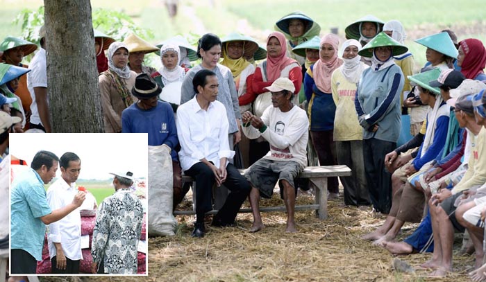 Dirjen Hortikultura Pimpin Tim ke Brebes Atasi Hama Ulat di Daun Bawang Merah